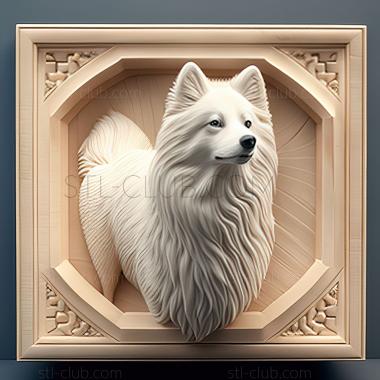 3D model st American Eskimo dog (STL)